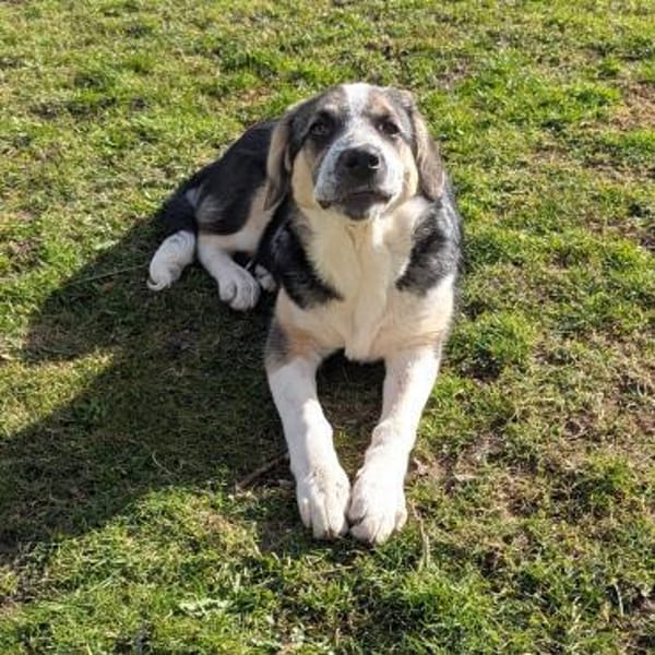 Friedchen sucht liebevolles Zuhause