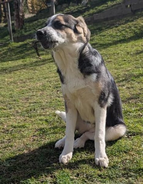 Friedchen sucht liebevolles Zuhause