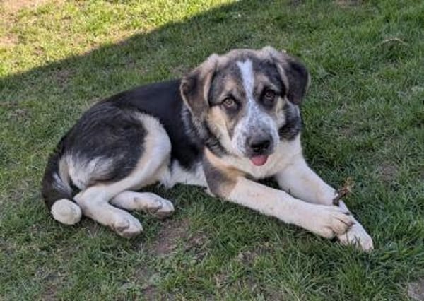 Friedchen sucht liebevolles Zuhause