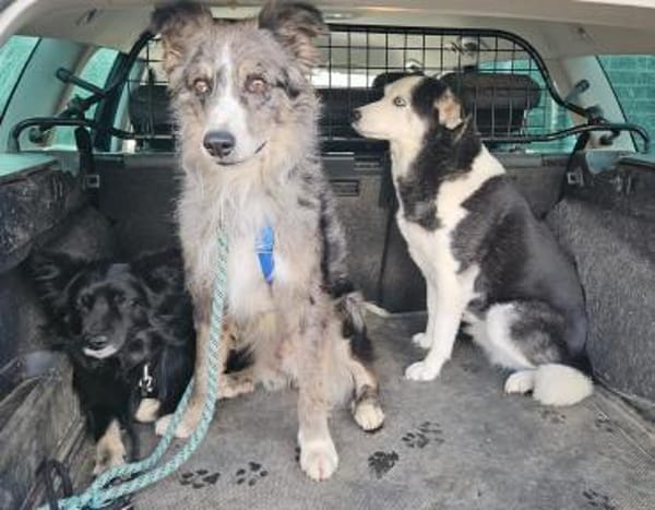 Duque, verträglich, zutraulich, offen