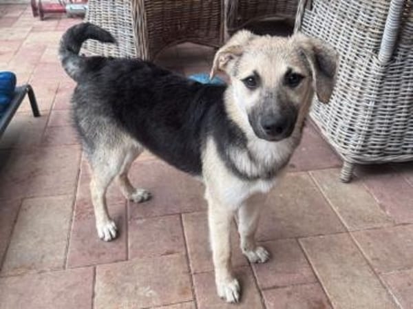 DINA-hübsche, verspielte Welpen-Hündin