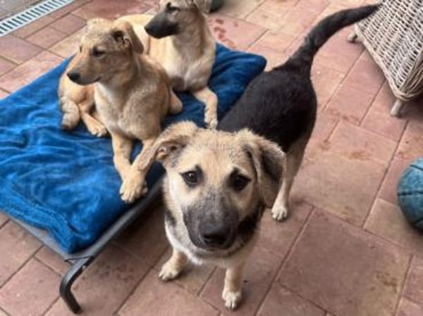 DINA-hübsche, verspielte Welpen-Hündin