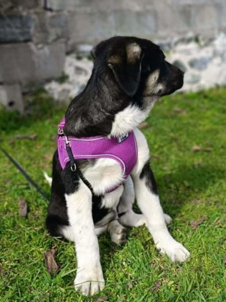 Richy  ein toller Rüde