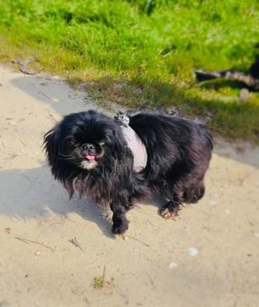 Pekingese Mix Maggie
