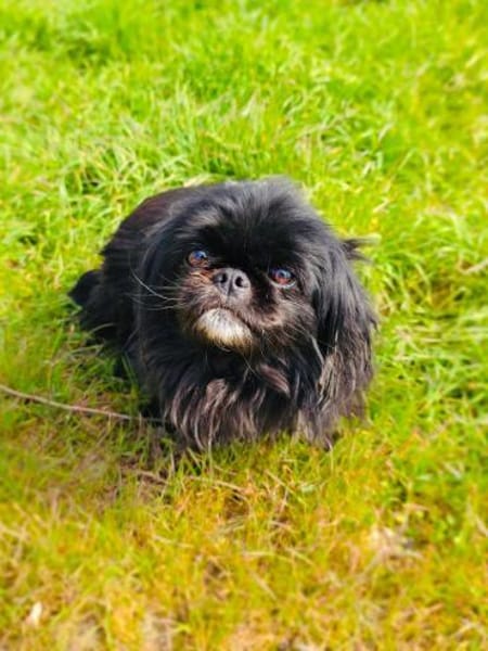 Pekingese Mix Maggie