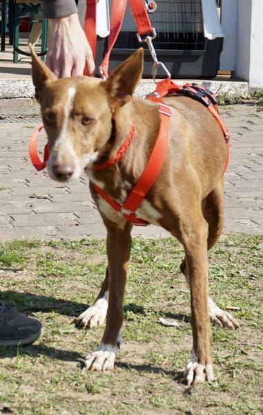 Roqui, vorsichtig, klug, sehr loyal