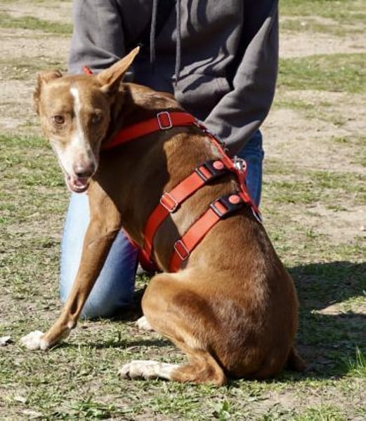 Roqui, vorsichtig, klug, sehr loyal