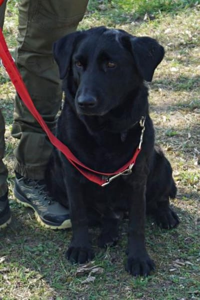 Liliana, ruhig, kinderlieb, lernwillig