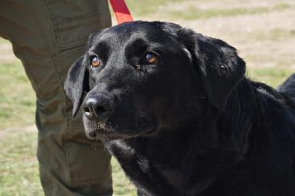 Liliana, ruhig, kinderlieb, lernwillig