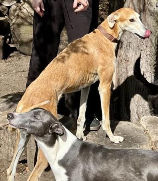 Coin, freundlich, verträglich,lernwillig