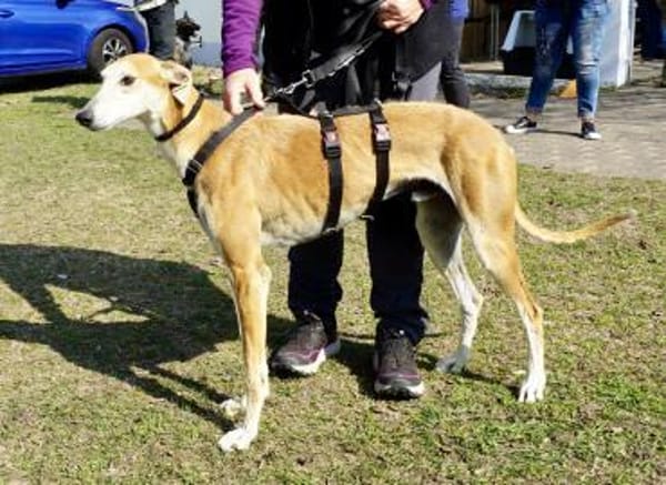 Coin, freundlich, verträglich,lernwillig