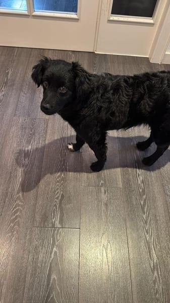 Mudi-Mix NiNA ❤ wartet in Finnentrop