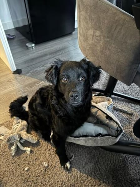 Mudi-Mix NiNA ❤ wartet in Finnentrop