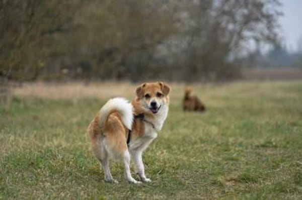 kleiner süßer Noki auf PS 14513