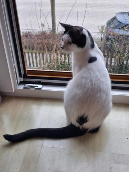 Algoz  verschmuster Kater sucht Zuhause