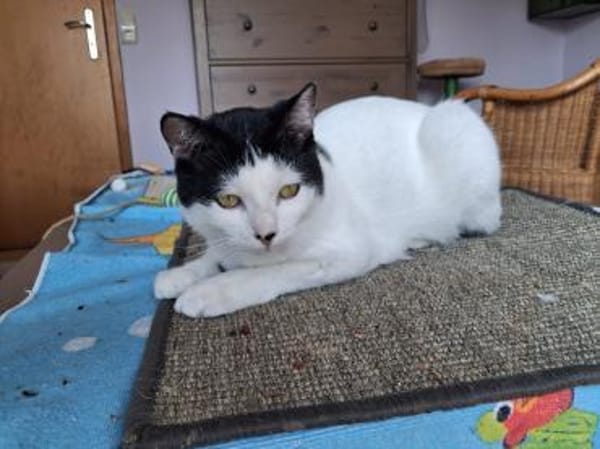 Algoz  verschmuster Kater sucht Zuhause