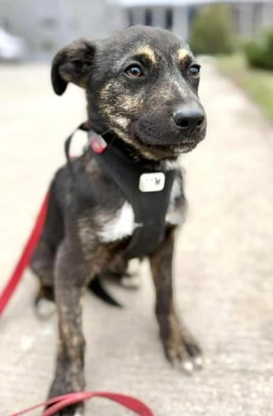 Der kleine Paul sucht sein Zuhause!