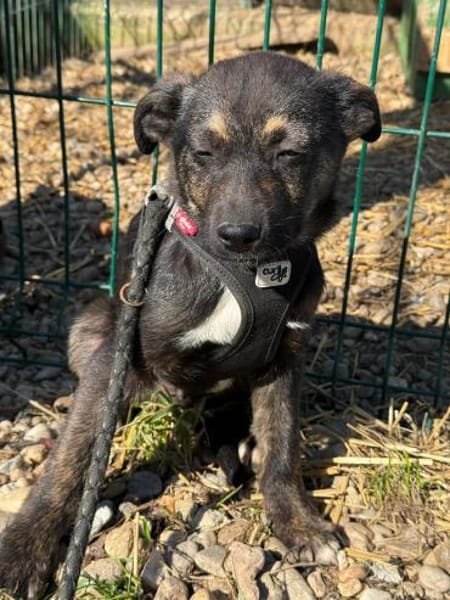 Der kleine Paul sucht sein Zuhause!