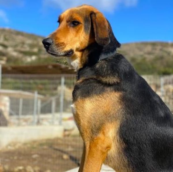 Entspannter Rocky sucht Zuhause