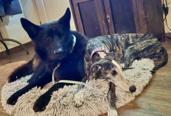 Lobo, sehr sozial, menschenbezogen