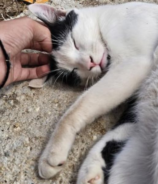 Adriou möchte endlich geliebt werden!