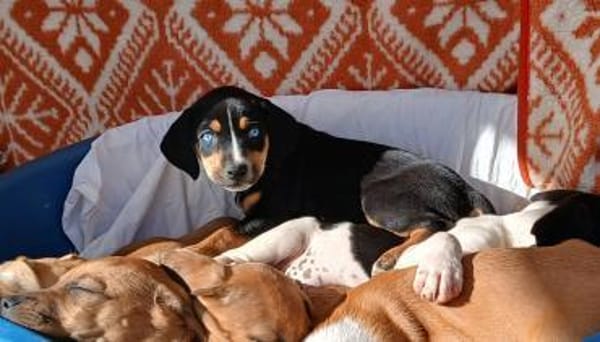 Sophia mit den blauen Augen