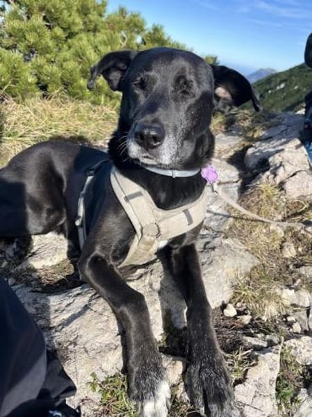 Bruno - Liebevoller Schmuser mit Herz