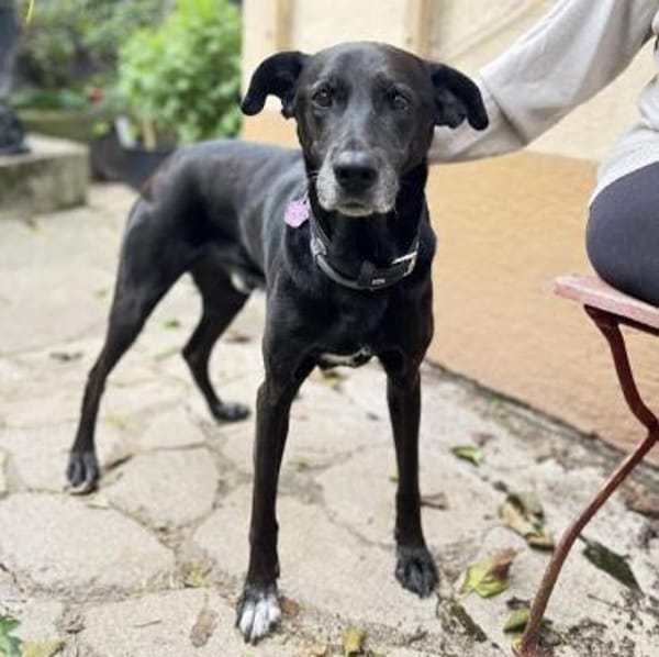 Bruno - Liebevoller Schmuser mit Herz