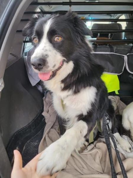 ARKANI - aktiv, verspielt, klug