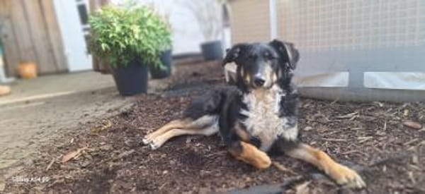 Elba sucht ihr für immer Körbchen! 💕