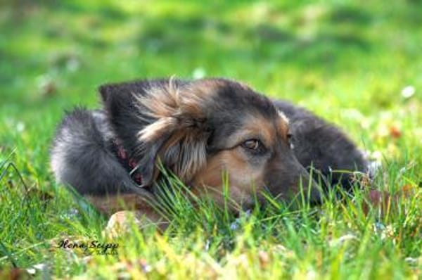 Lotte zartes❤ mit großem Kuschelbedarf