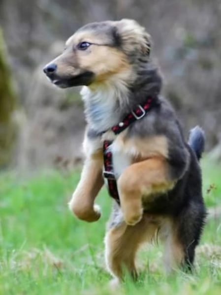 Lotte zartes❤ mit großem Kuschelbedarf