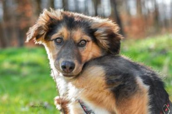 Lotte zartes❤ mit großem Kuschelbedarf