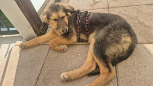 Lotte zartes❤ mit großem Kuschelbedarf