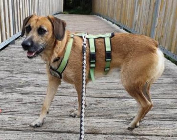 Besuche Taro in 24885 Sieverstedt