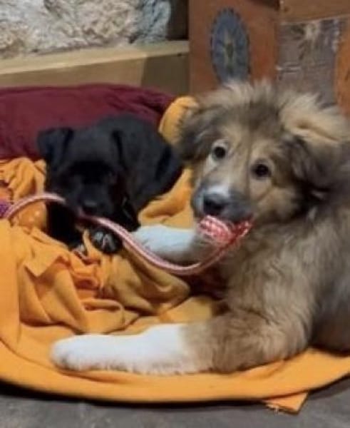 Zauberhaftes Wollknäuel Lucy