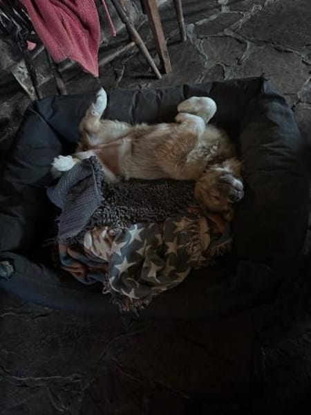 Zauberhaftes Wollknäuel Lucy