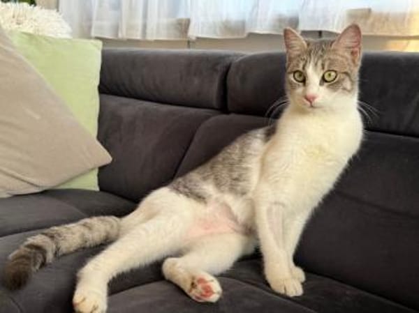 Yummy , ausgeglichene Samtpfote, ca.10 M