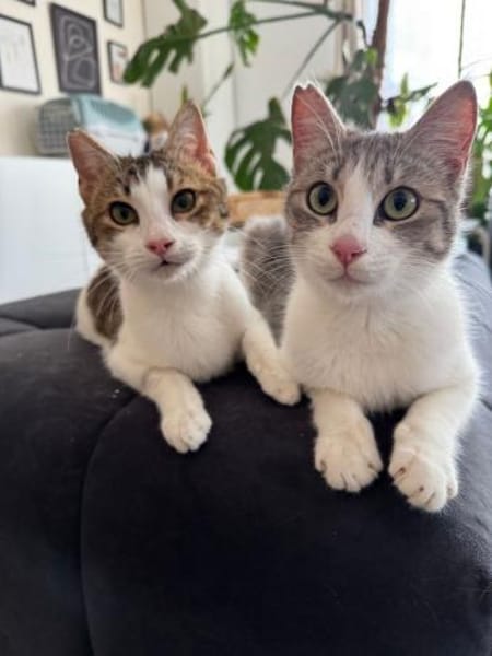 Yummy , ausgeglichene Samtpfote, ca.10 M