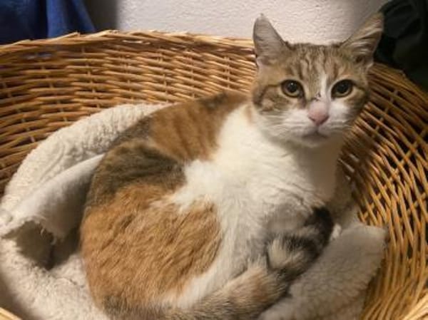 Sylvia, selbstbewusste Katzendame, ca.8J