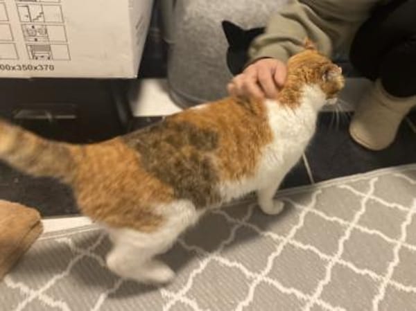 Sylvia, selbstbewusste Katzendame, ca.8J