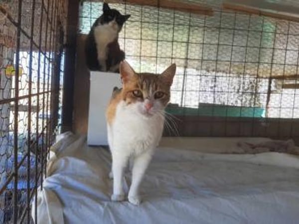 Sylvia, selbstbewusste Katzendame, ca.8J