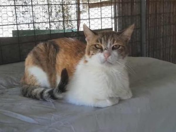 Sylvia, selbstbewusste Katzendame, ca.8J