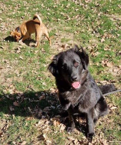 Nola, aktive Hundedame, ca. 8 Monate