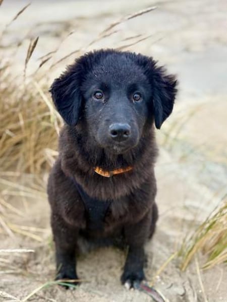 Nola, aktive Hundedame, ca. 8 Monate