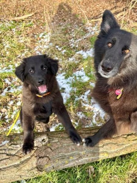 Nola, aktive Hundedame, ca. 8 Monate