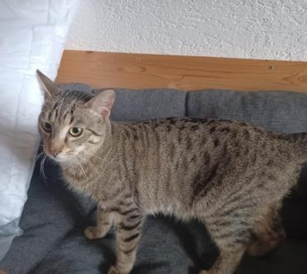 Smartie, süßer Quatschkopf, ca.11 Monate