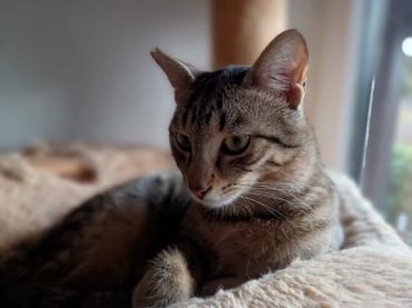 Smartie, süßer Quatschkopf, ca.11 Monate