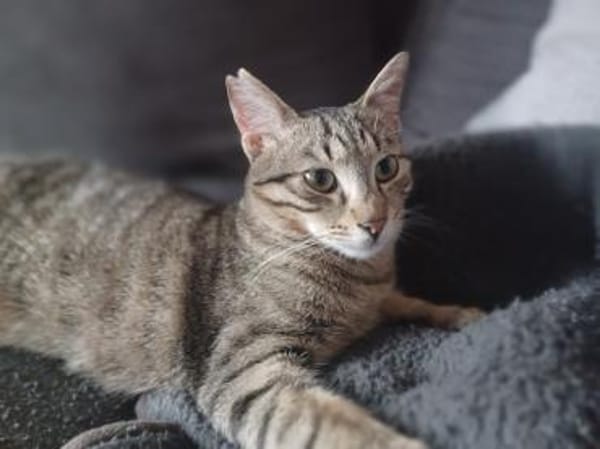 Smartie, süßer Quatschkopf, ca.11 Monate