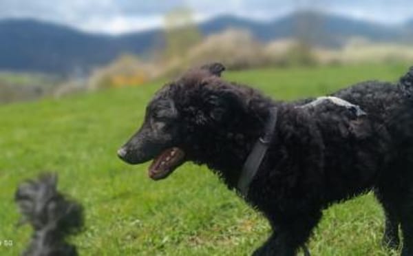 Zuhause gesucht für Vuki